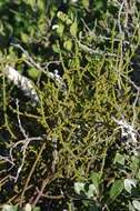 Image of Hooley Mistletoe