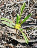 Image of Goodenia willisiana R. Carolin