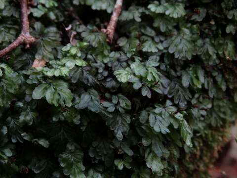 Image of Hymenophyllum minimum A. Rich.