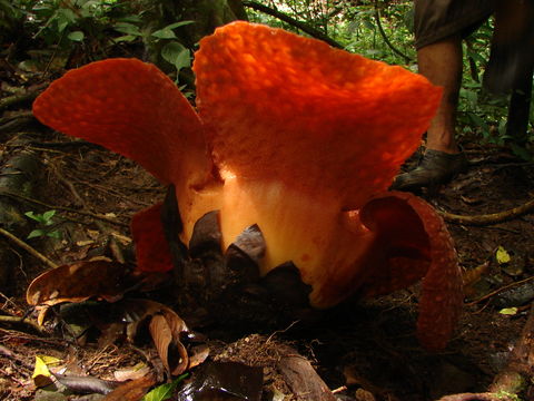 Image of <i>Rafflesia micropylora</i> W. Meijer