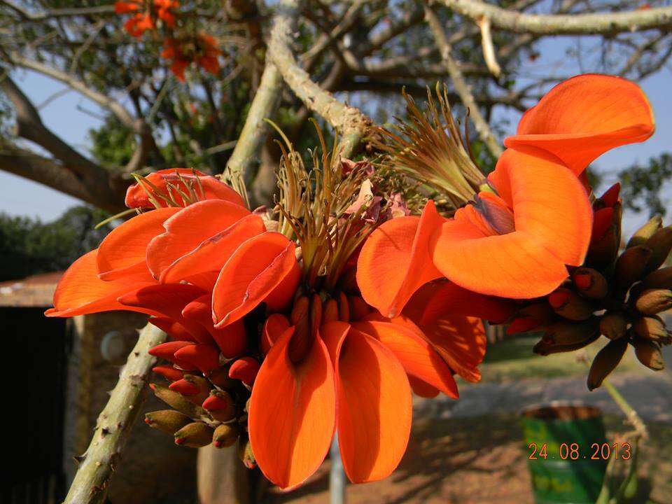 Слика од Erythrina latissima E. Mey.