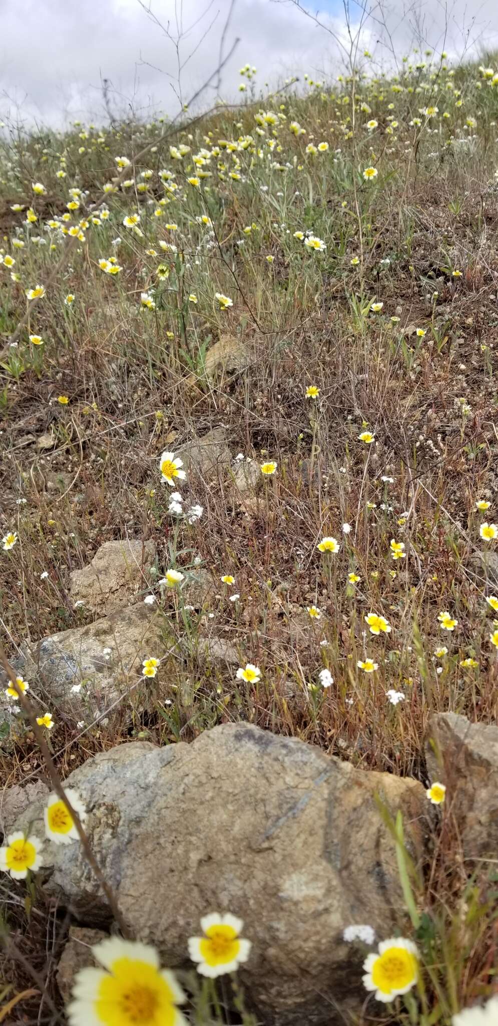 Image of woodland tidytips