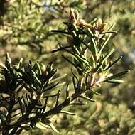 Image of Melaleuca cuticularis Labill.