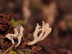 Image of Artomyces austropiperatus Lickey 2003