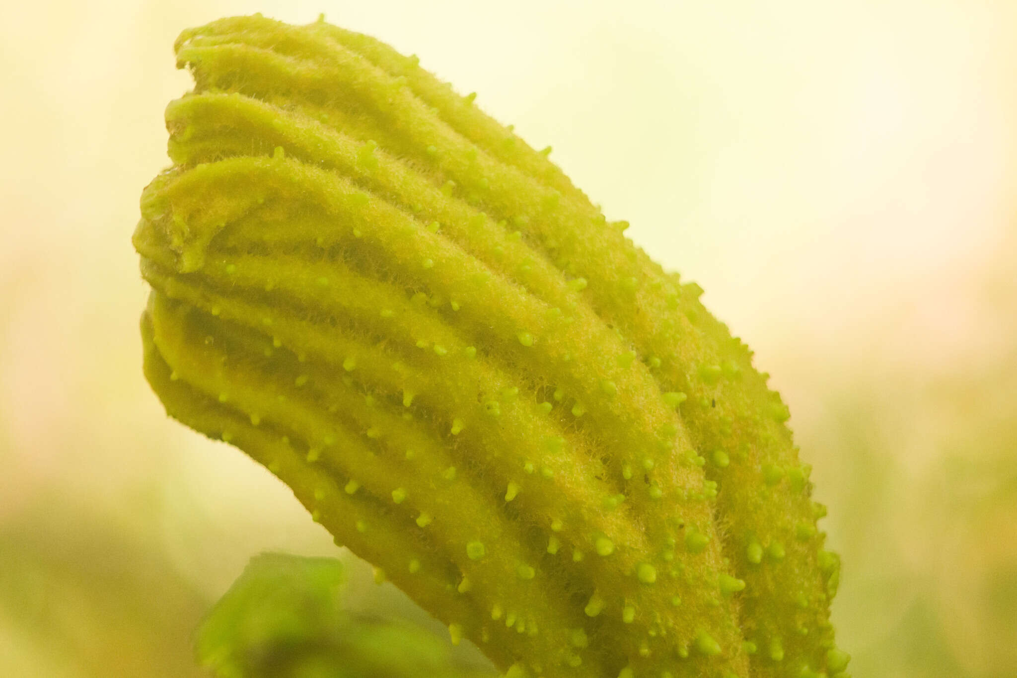 صورة Gunnera petaloidea Gaudich.