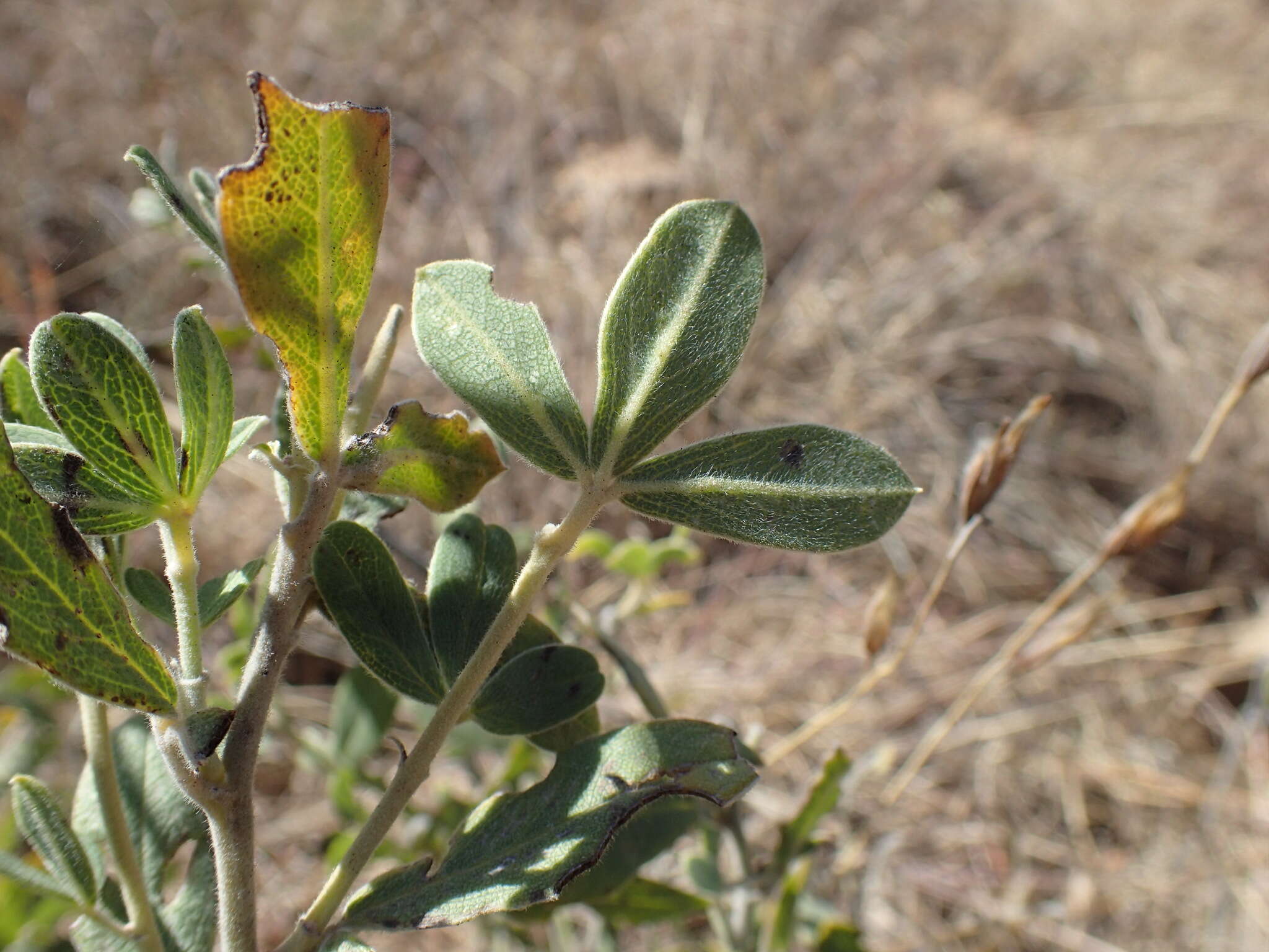 Image of Argyrolobium wilmsii Harms