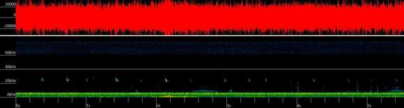 Image of Meridional serotine