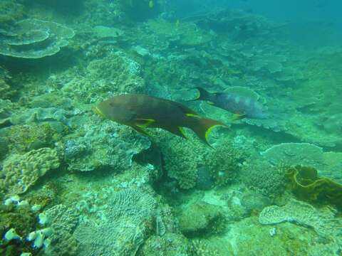 Image of Common Lyre-tail Cod