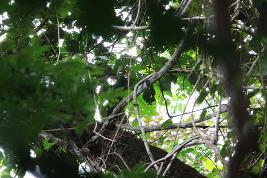 Image of Verreaux's Turaco