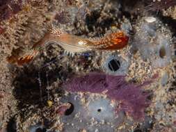 Image de Leander plumosus Bruce 1994