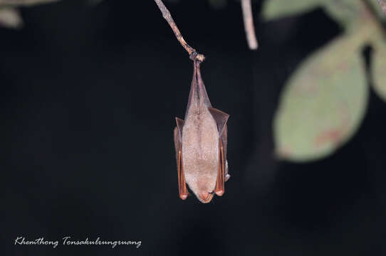 Image of Diadem Horseshoe-bat