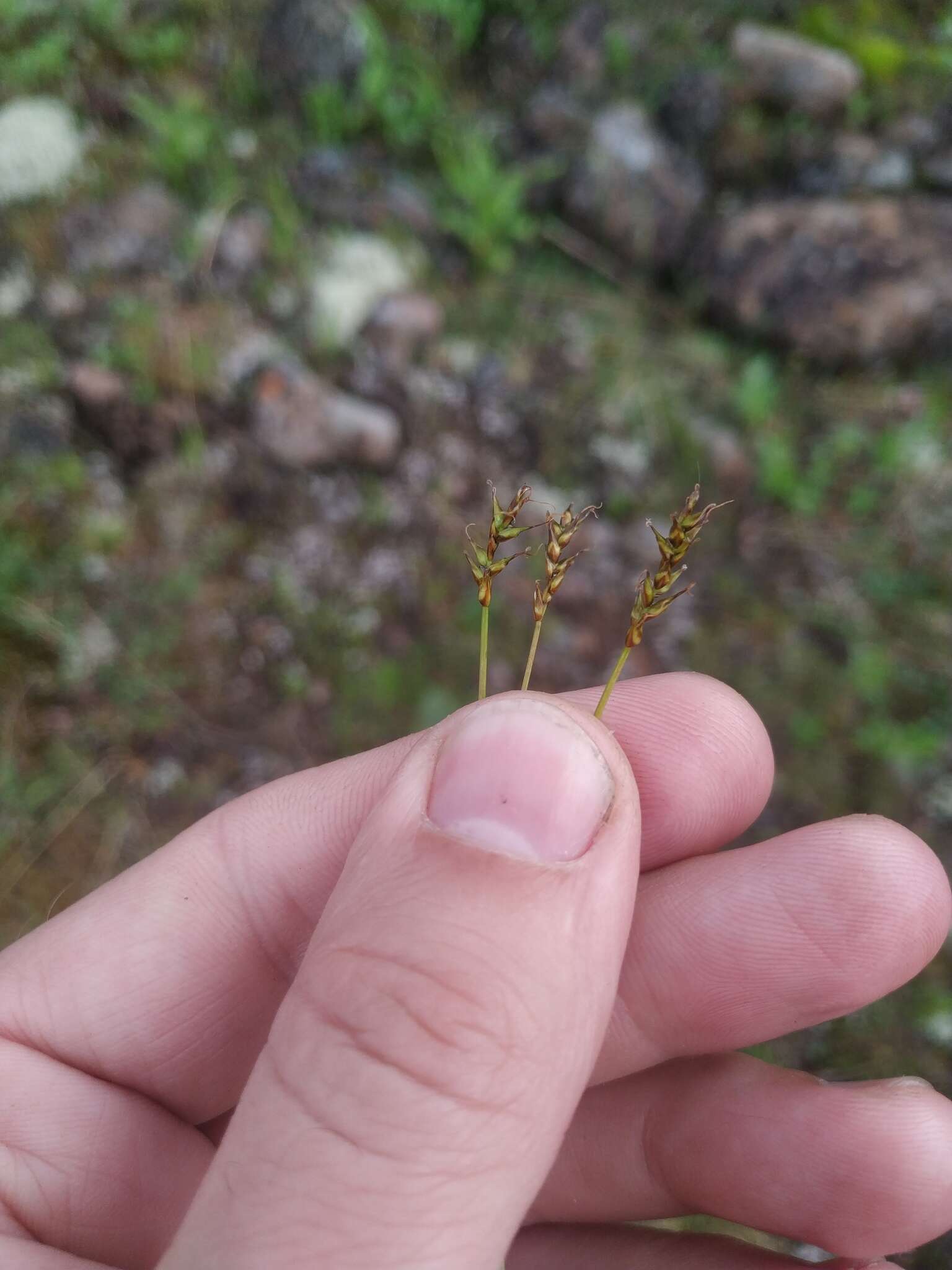 Слика од Carex parallela subsp. redowskiana (C. A. Mey.) T. V. Egorova