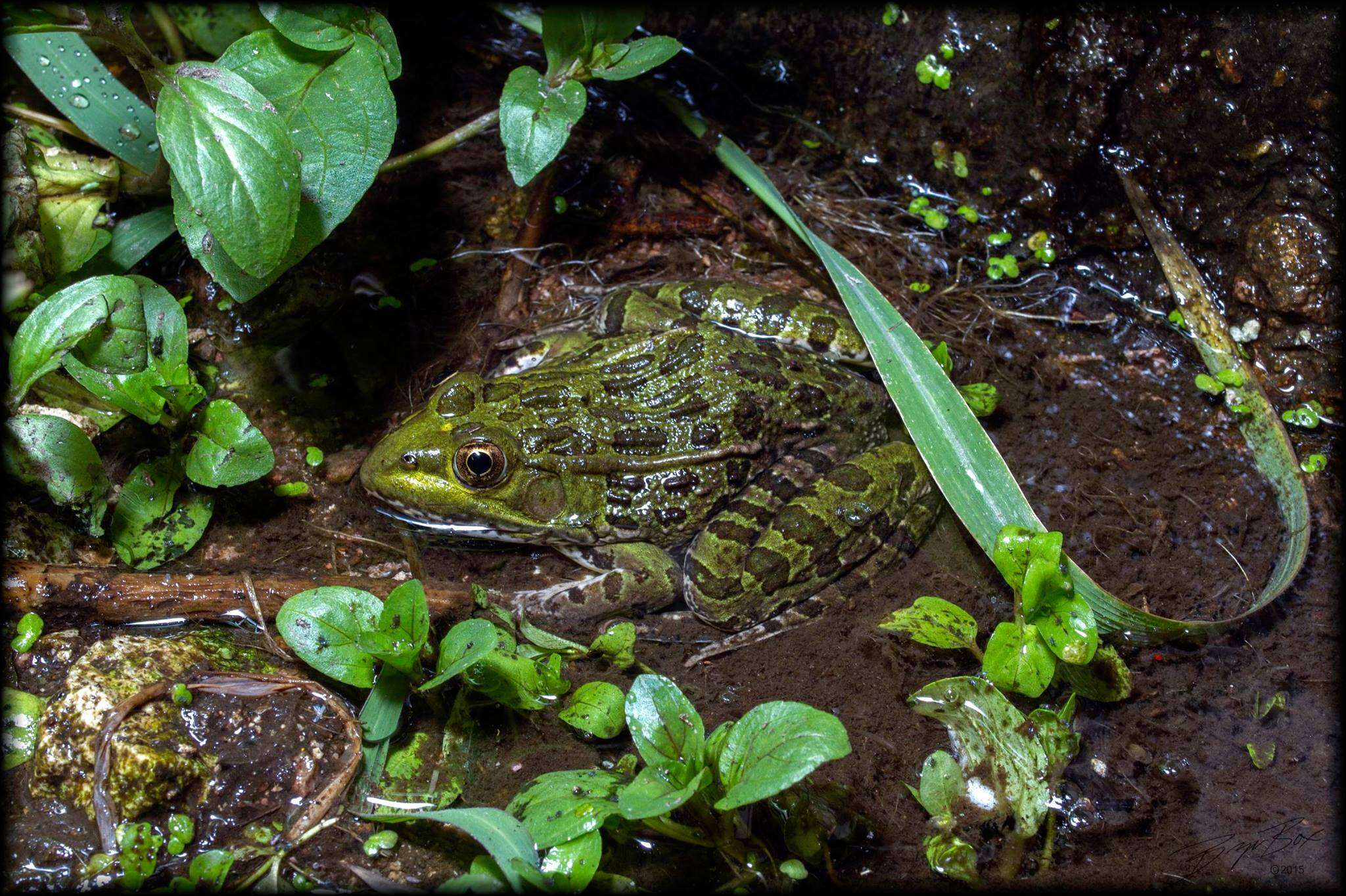 Image of Chiricahua Leopard Frog