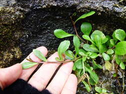 Image of Angle Lobelia