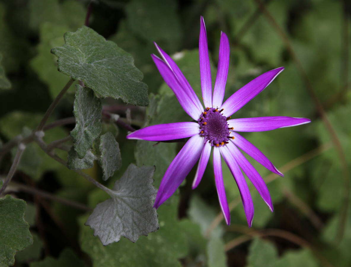 Imagem de Pericallis lanata (L'Hér.) B. Nord.