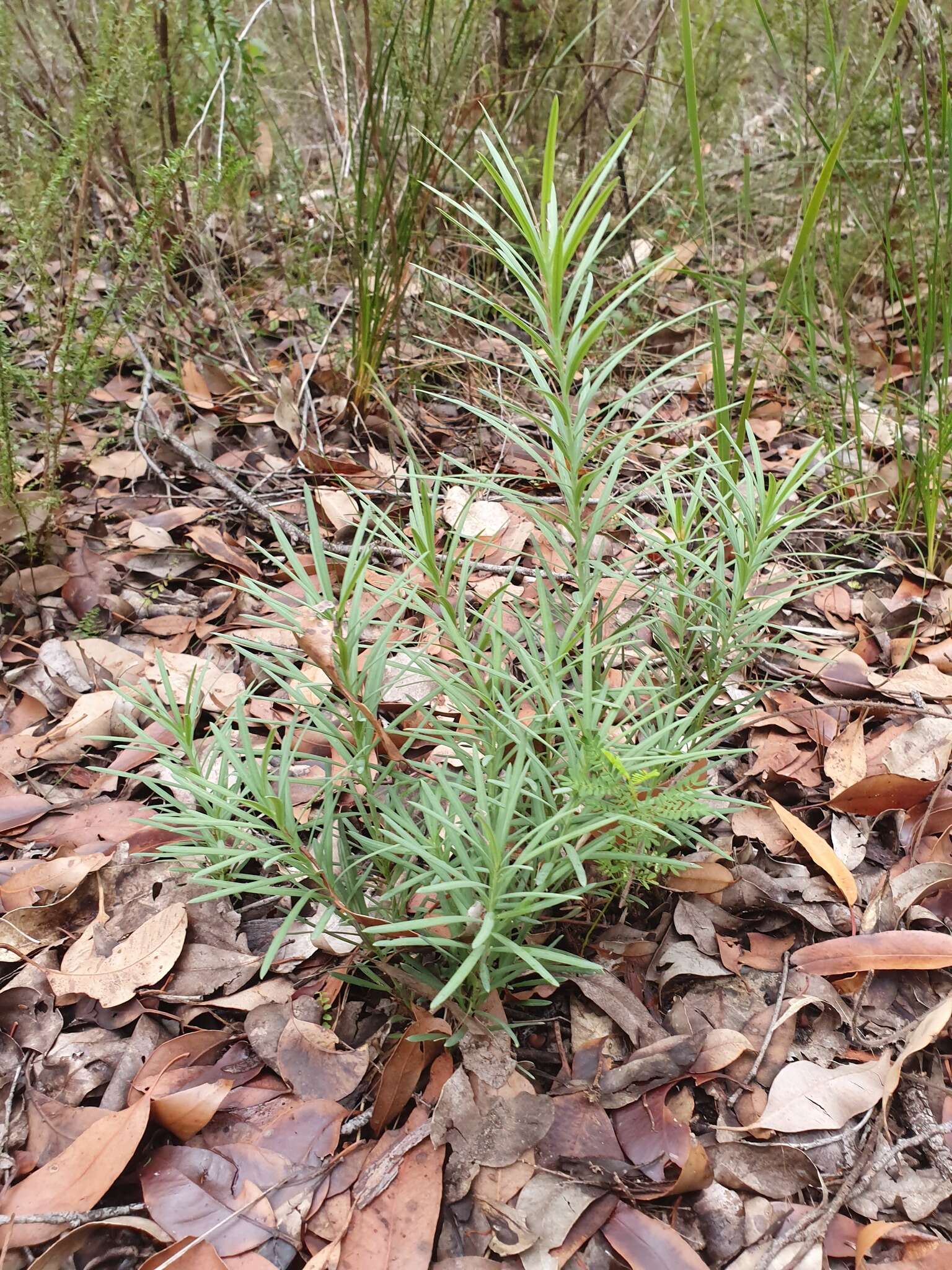 Image of Emu Berry