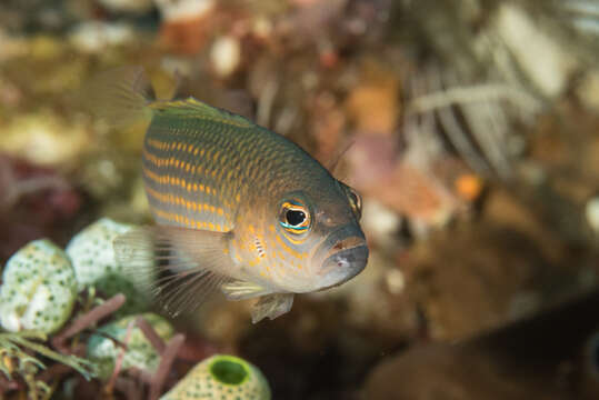 Image de Pseudochromis flavopunctatus Gill & Randall 1998