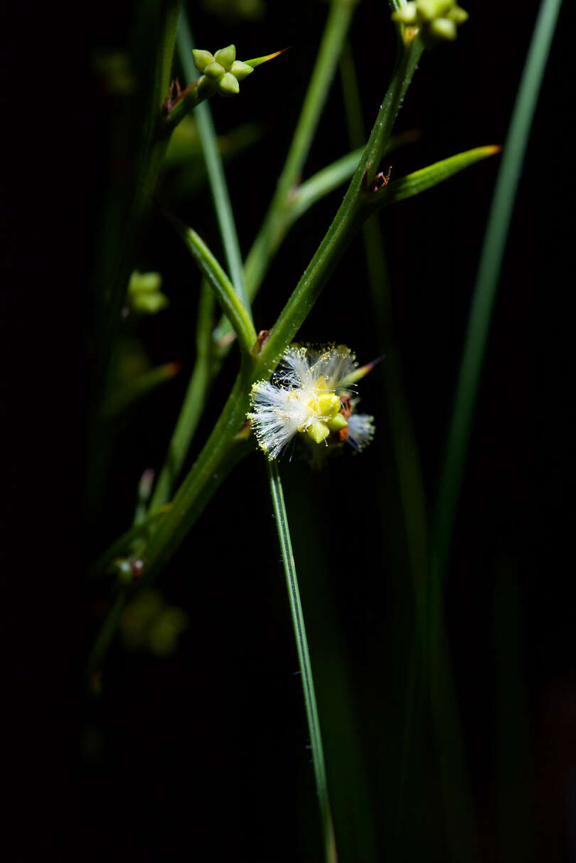 Imagem de Acacia stenoptera Benth.