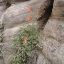 Image of Lori's columbine