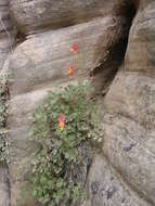 Image of Lori's columbine