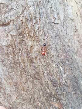 Image of Podomyrma gratiosa (Smith 1858)