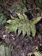 Image de Dryopteris erythrosora (D. C. Eat.) O. Kuntze