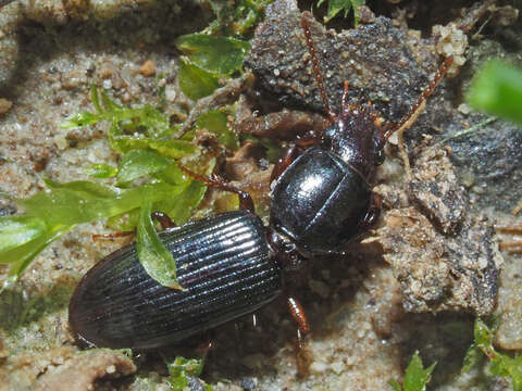 Image of Ground beetle