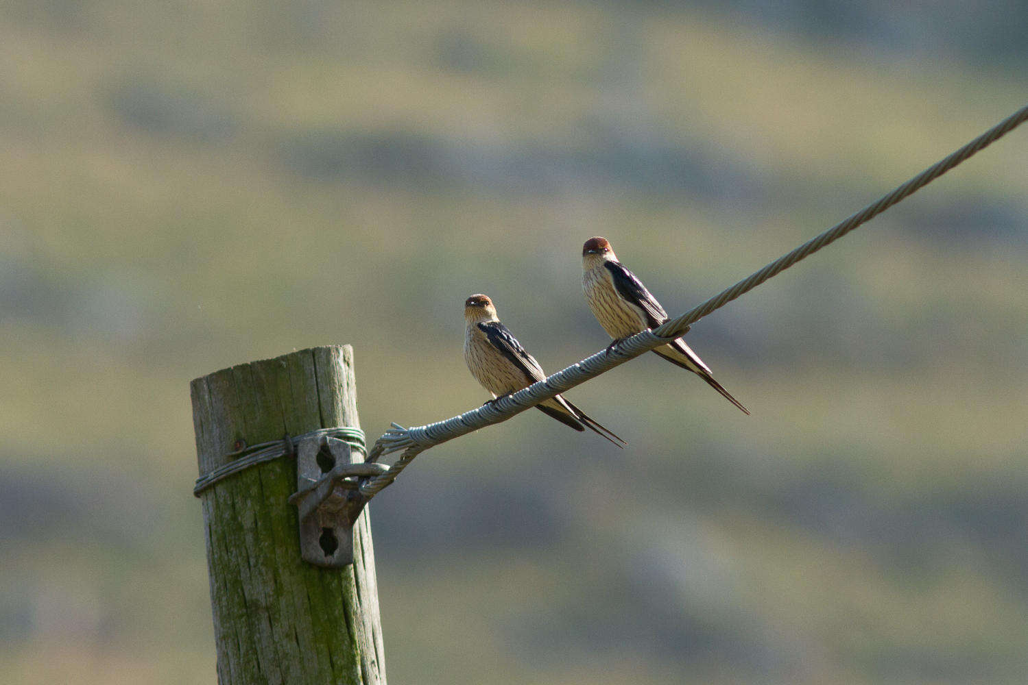 Image de Hirondelle à tête rousse