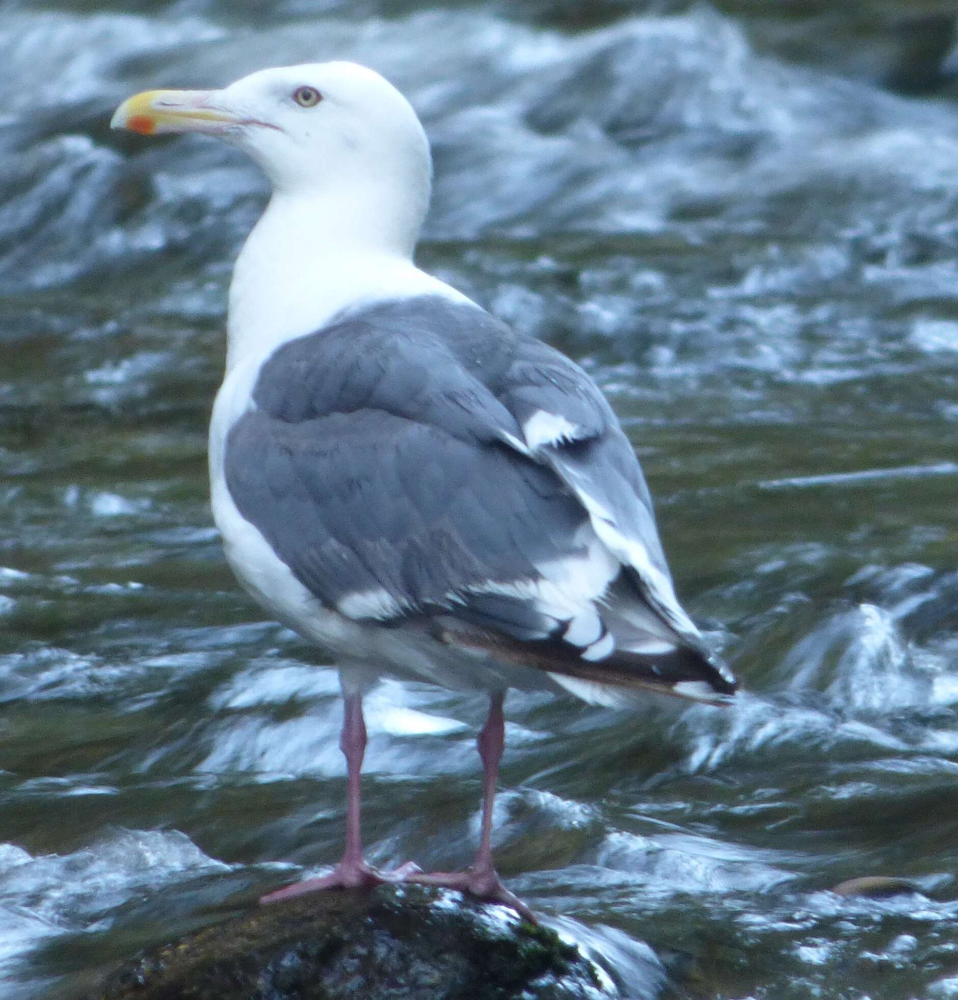 Image of Slaty-backed Gull