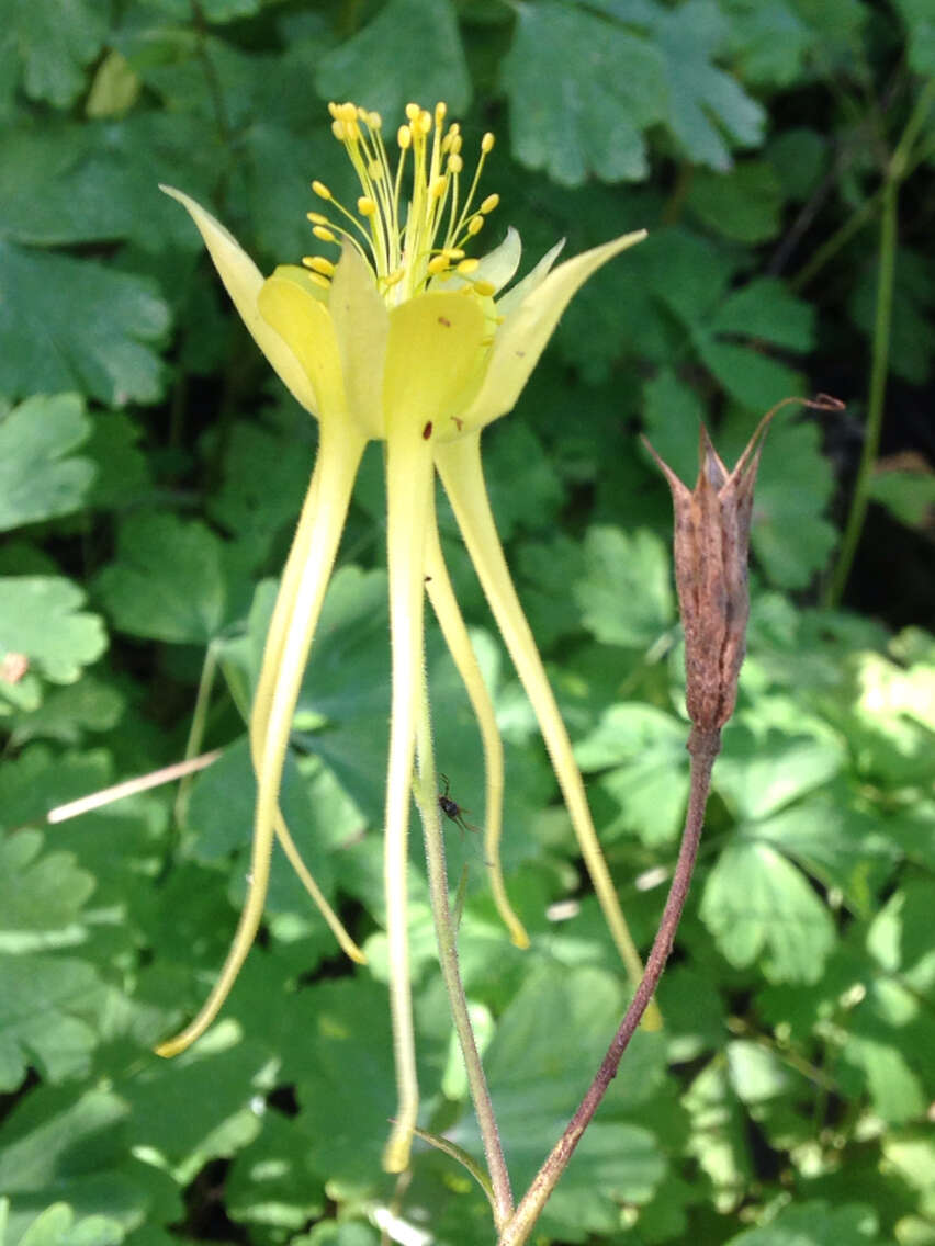 Image of golden columbine