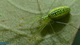 Image of Tetragnatha yesoensis Saito 1934