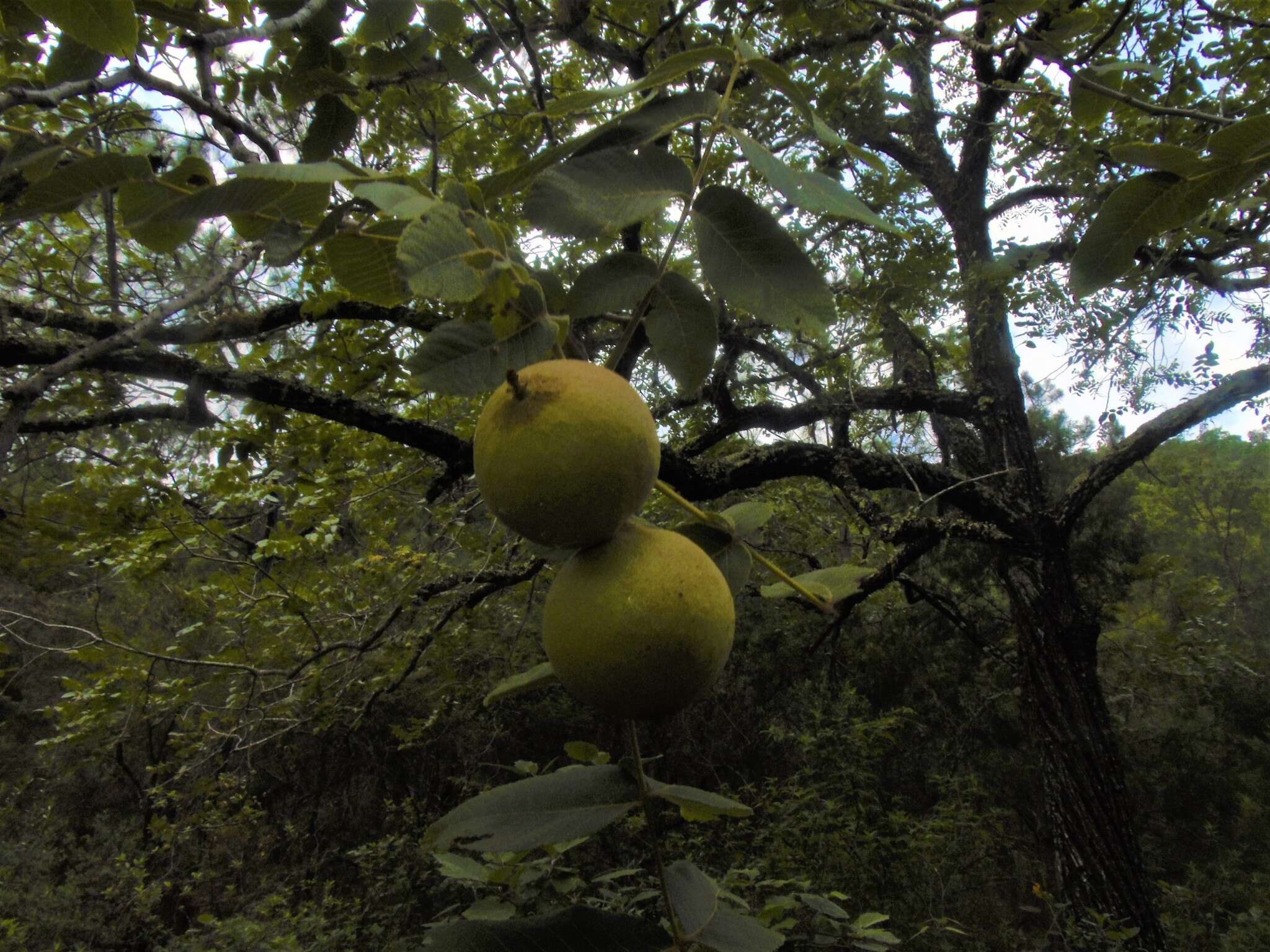 Imagem de Juglans mollis Engelm.