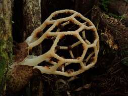 Image of Clathrus chrysomycelinus Möller 1895