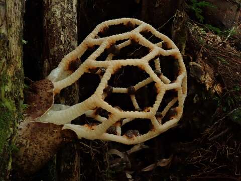 Image of Clathrus chrysomycelinus Möller 1895