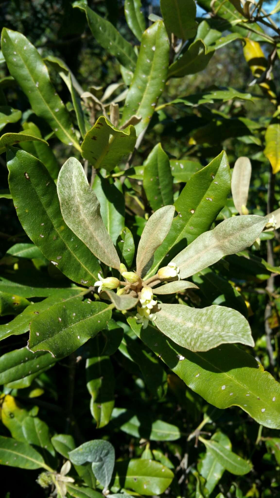 صورة Pittosporum pachyphyllum Baker