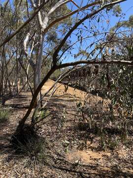 Image of Eucalyptus loxophleba subsp. lissophloia L. A. S. Johnson & K. D. Hill