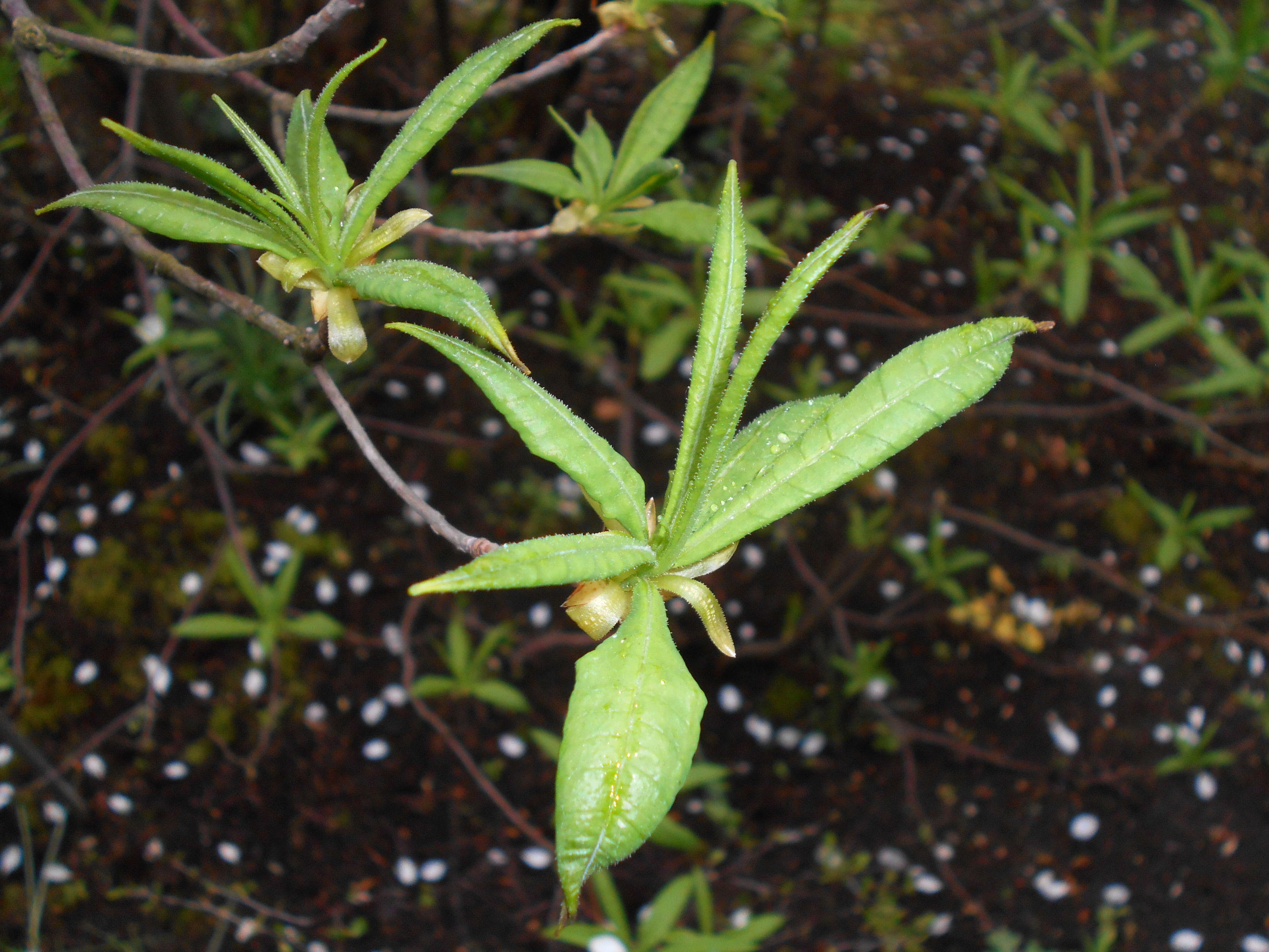 Image of Yellow Azalea