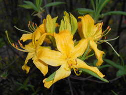 Image of Yellow Azalea