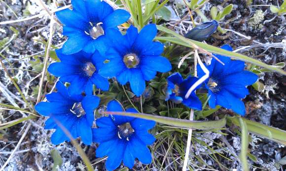 Image of Gentiana pyrenaica L.