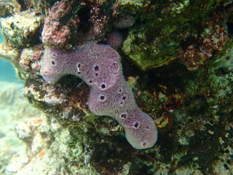 Image of lavender rope sponge