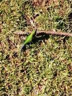 Image of Guatemalan Emerald Spiny Lizard