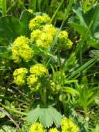 Image of Alchemilla plicata Buser