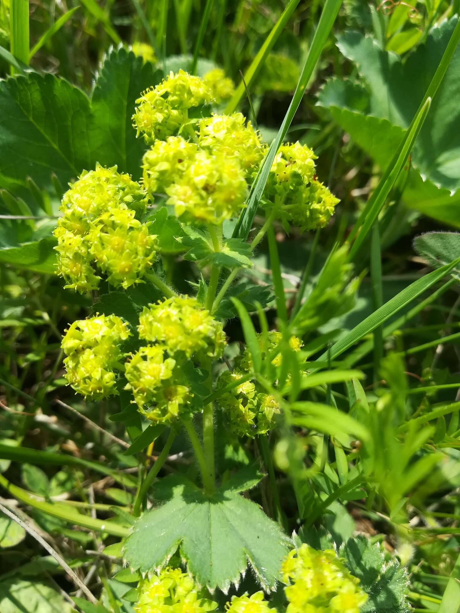 Image of Alchemilla plicata Buser