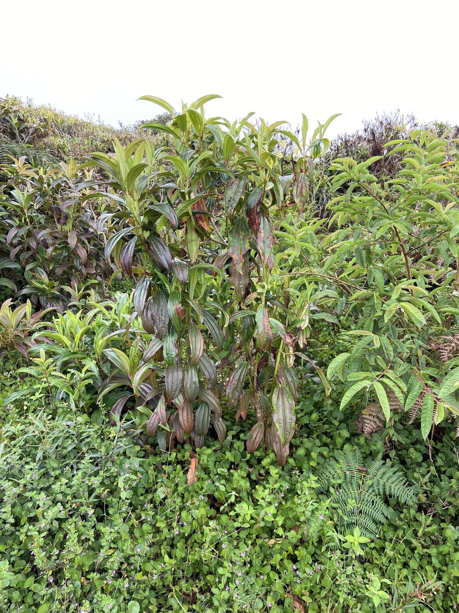 Image of Miconia robinsoniana Cogn.