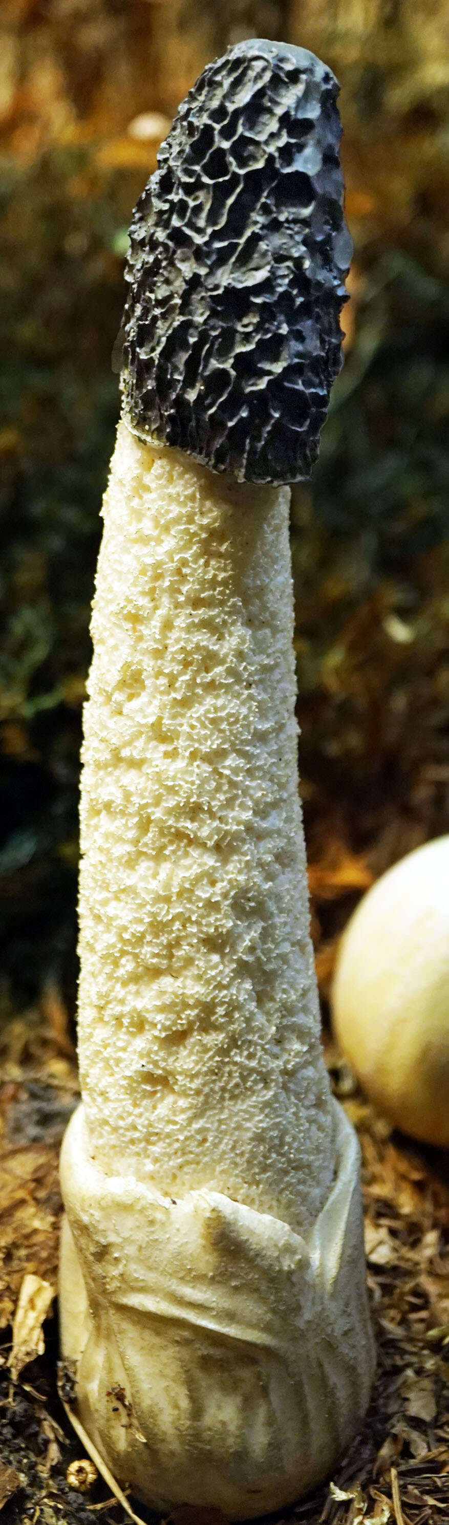 Image of Stinkhorn