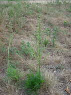 Image de Artemisia pubescens Ledeb.