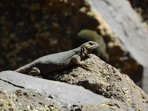 Image of Phymaturus verdugo Cei & Videla 2003