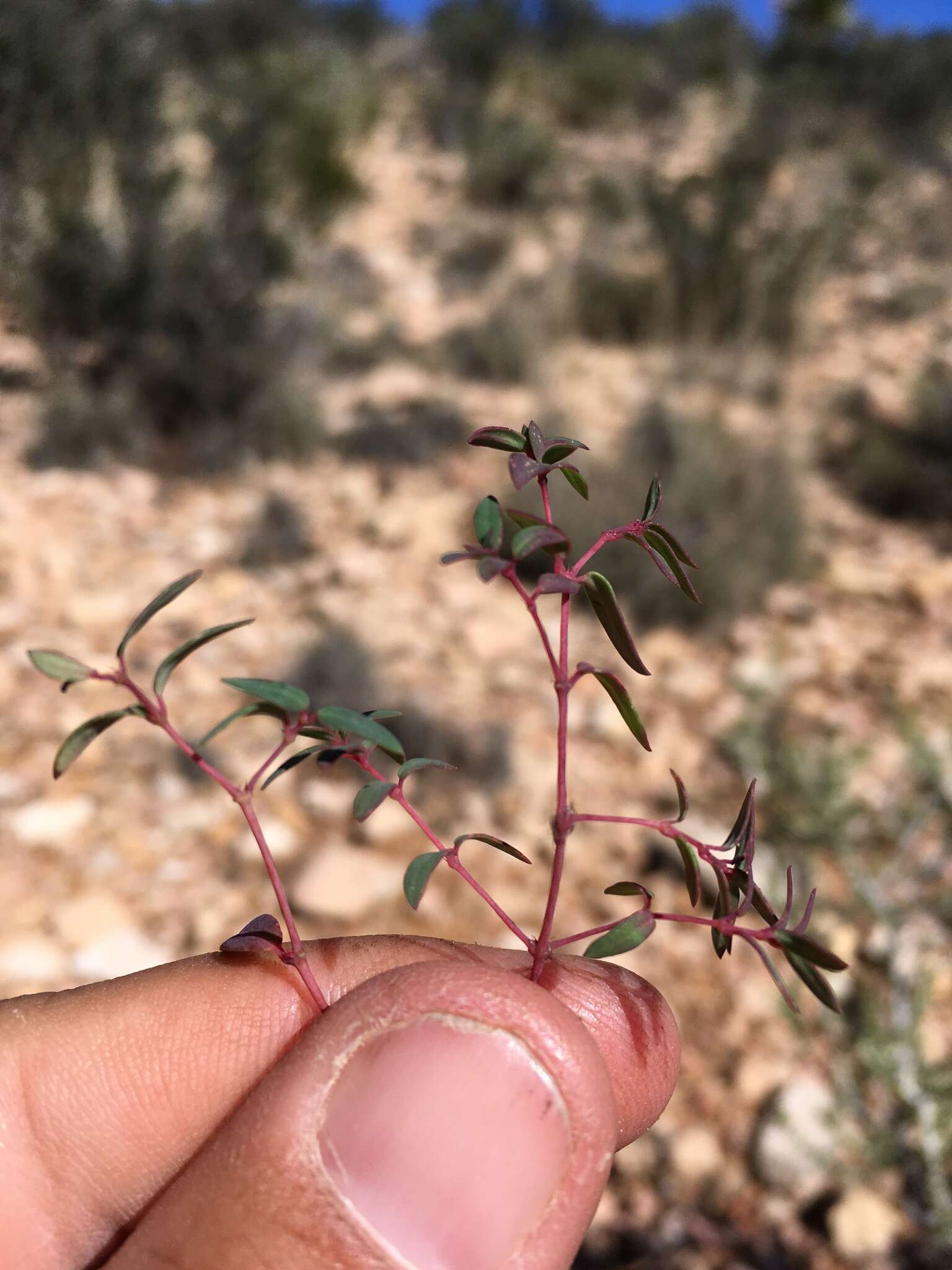 Слика од Euphorbia chaetocalyx (Boiss.) Tidestr.