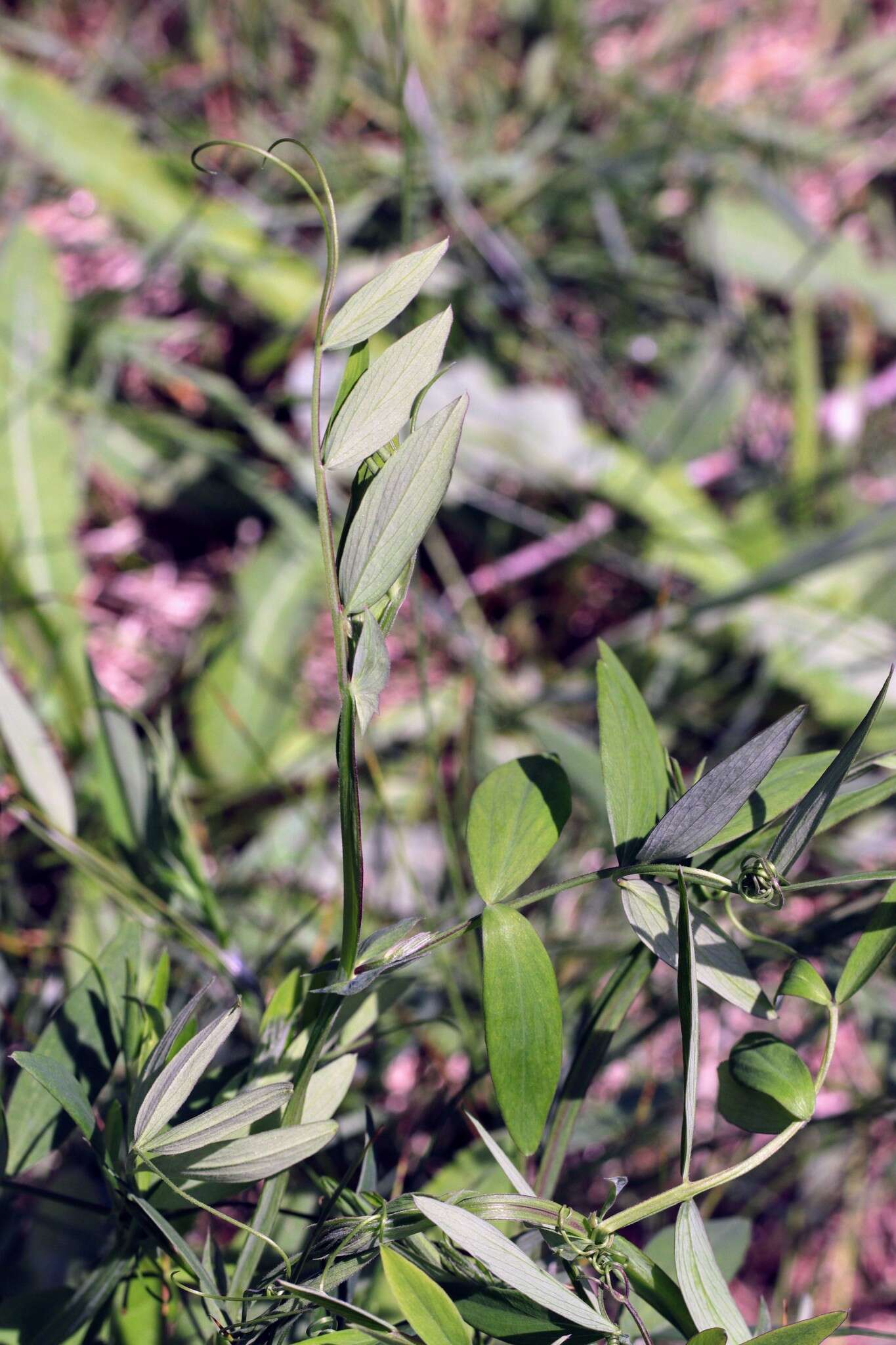 Слика од Lathyrus palustris L.