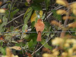 Image of Casiornis Des Murs 1856